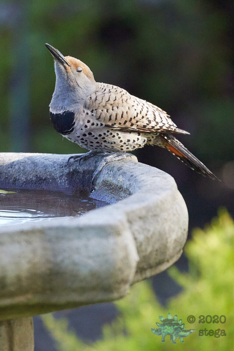Northern Flicker
