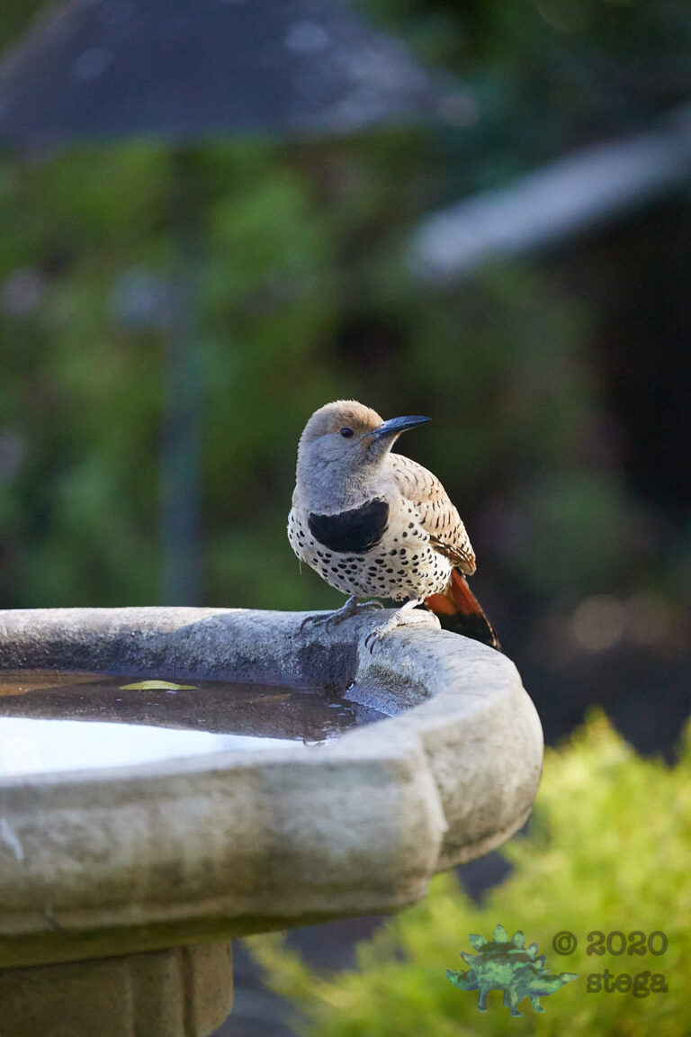 Northern Flicker