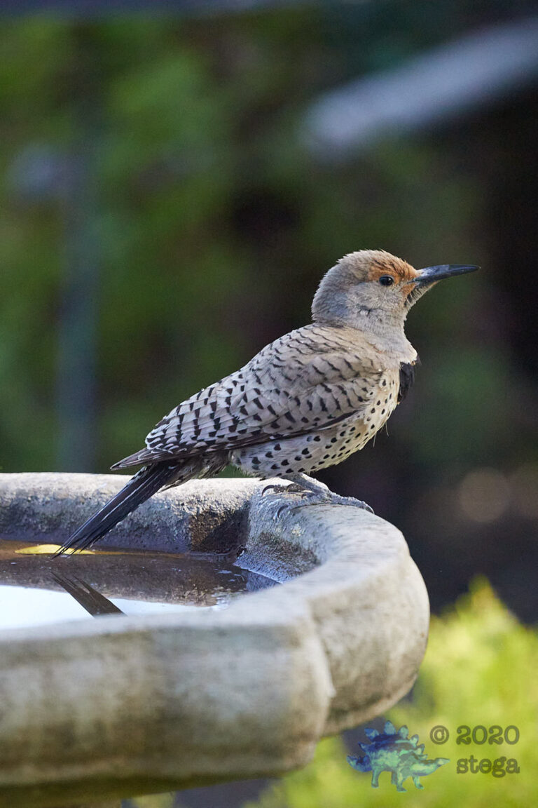 Northern Flicker