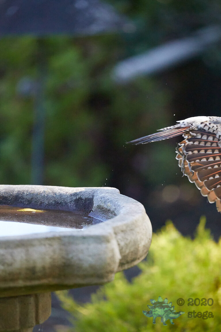 Fleeing Flicker