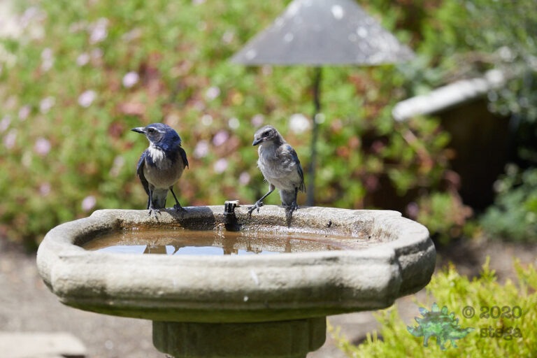 California Scrub Jays