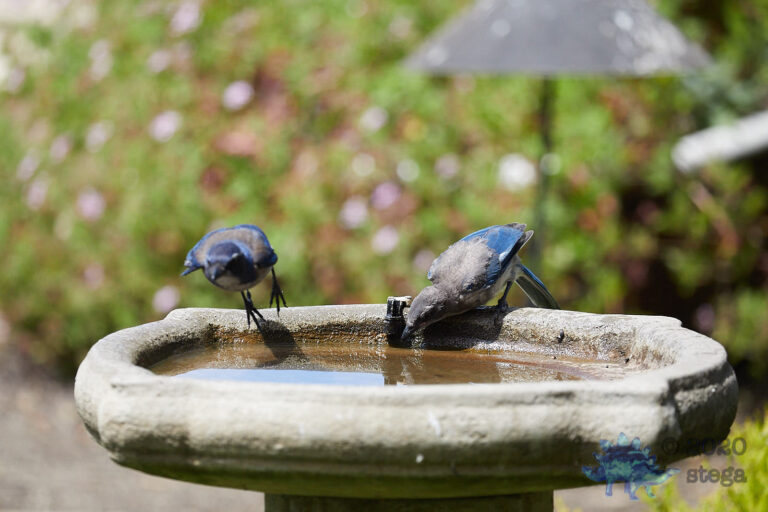 California Scrub Jays
