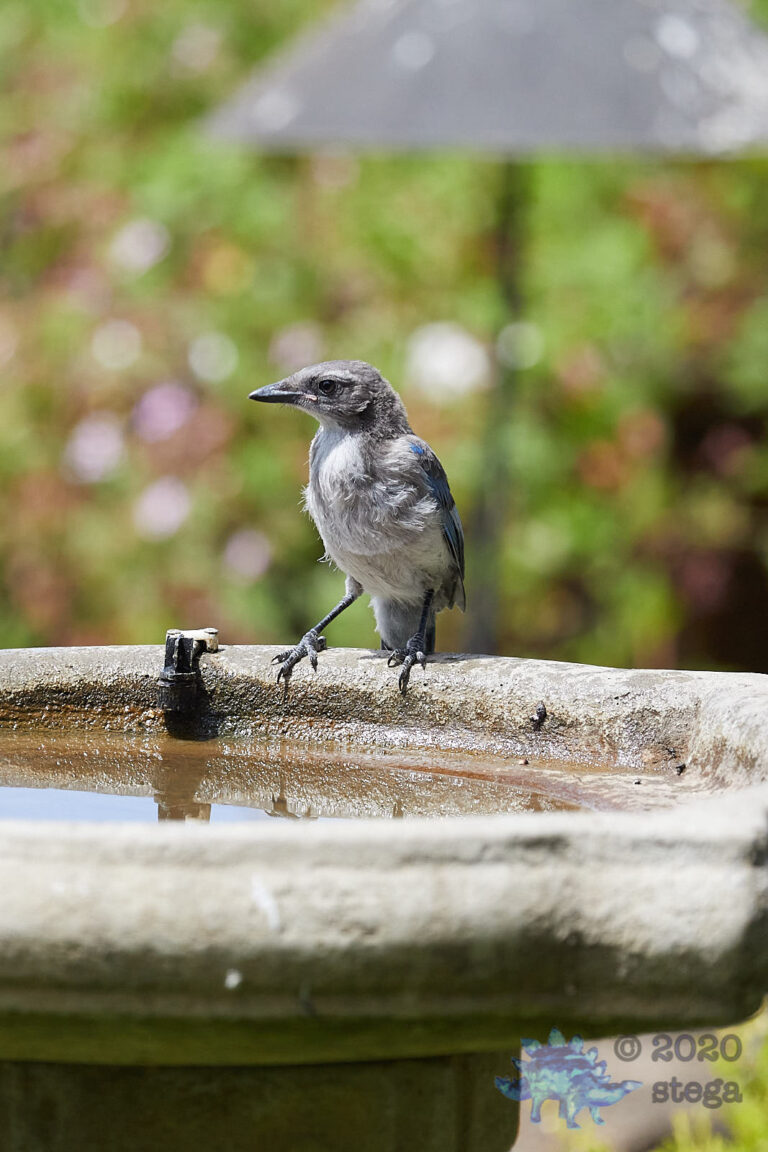 California Scrub Jay Fledgling