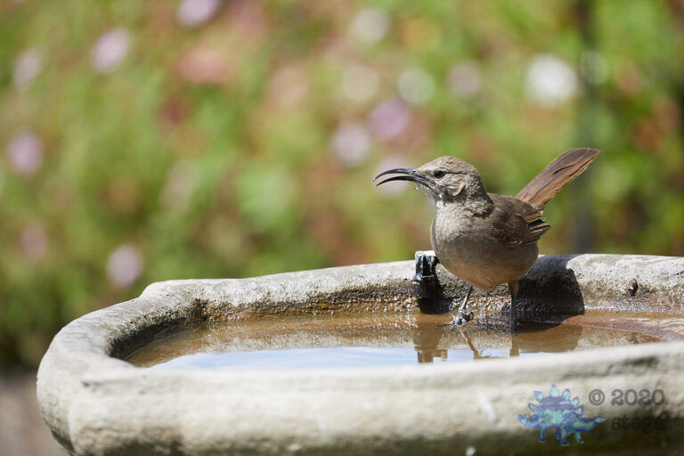 California Thrasher