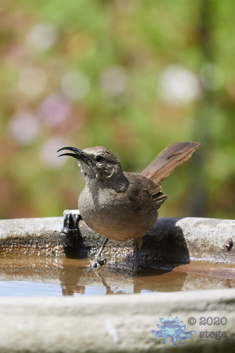 California Thrasher