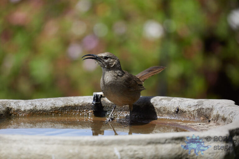 California Thrasher