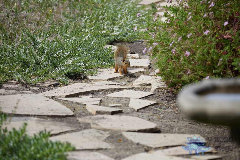 Fox Squirrel