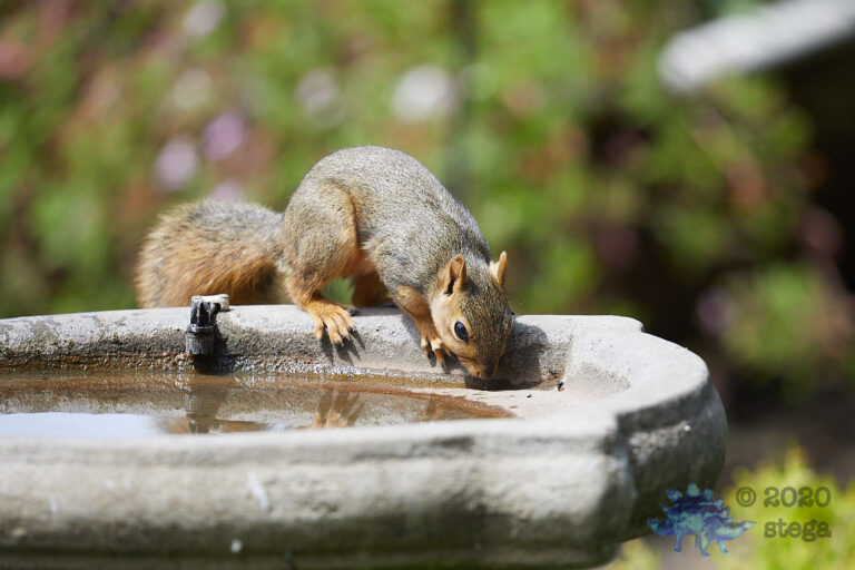 Fox Squirrel