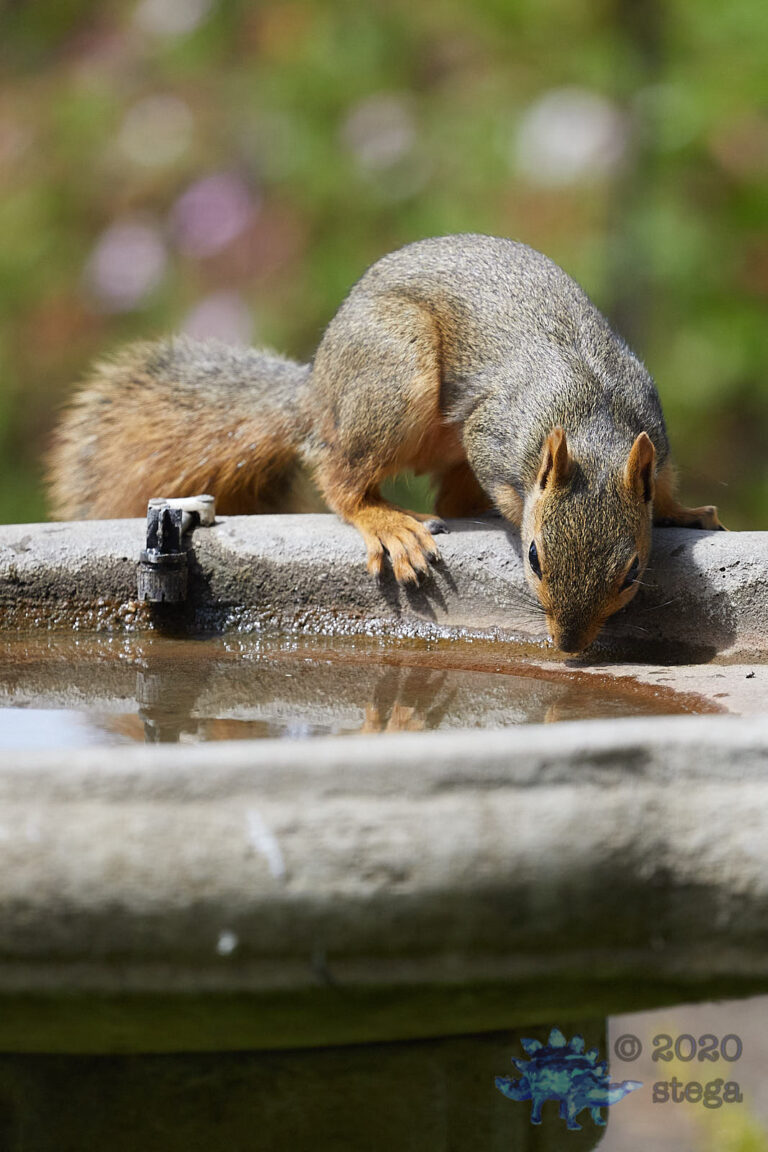 Fox Squirrel