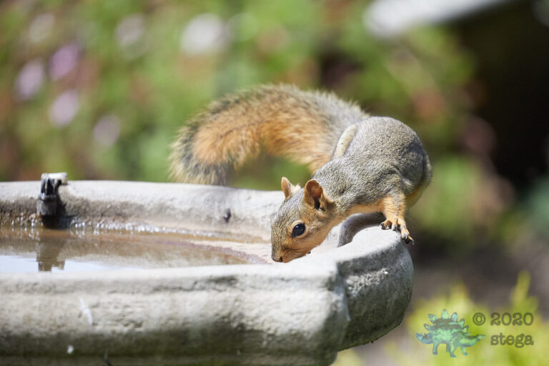 Fox Squirrel