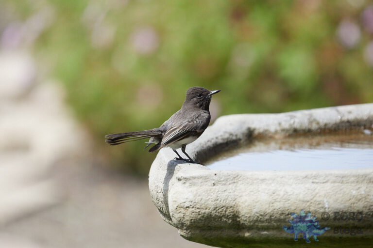 Black Phoebe