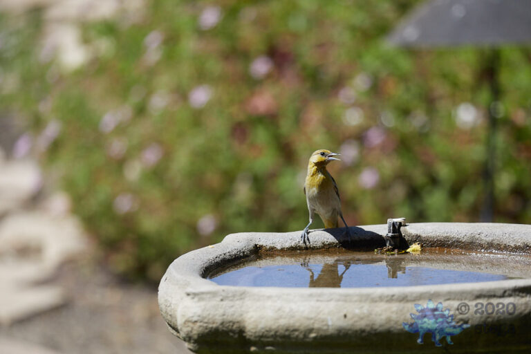 Bullock’s Oriole