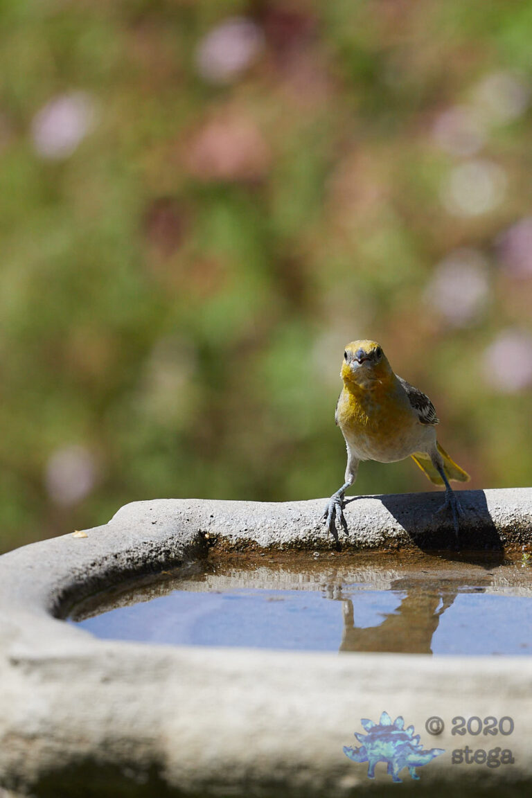 Bullock’s Oriole