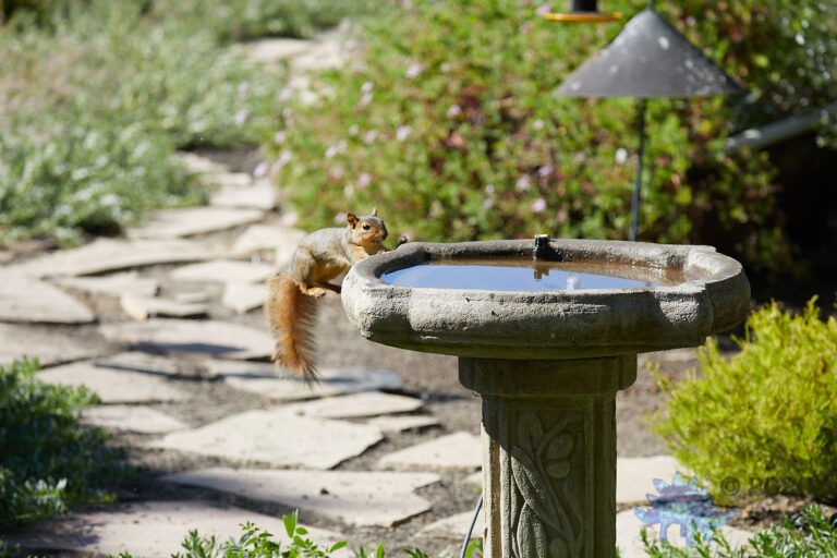 Fox Squirrel