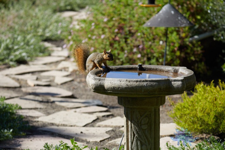 Fox Squirrel