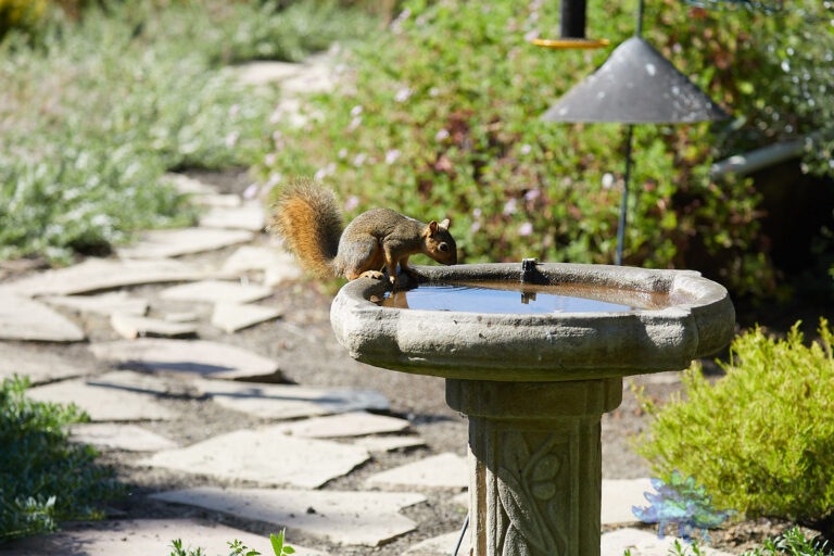 Fox Squirrel