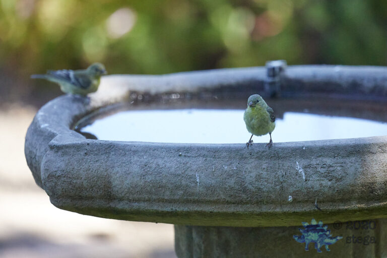 Lesser Goldfinch
