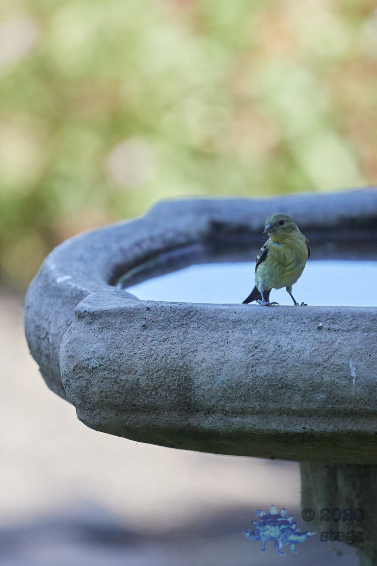 Lesser Goldfinch