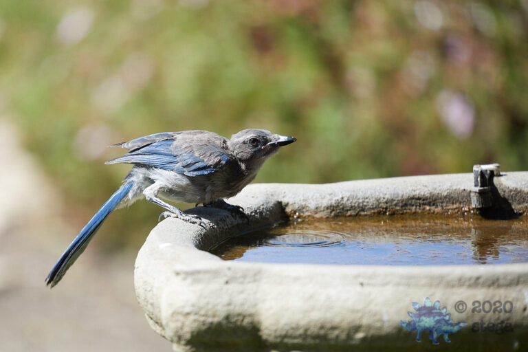 California Scrub Jay