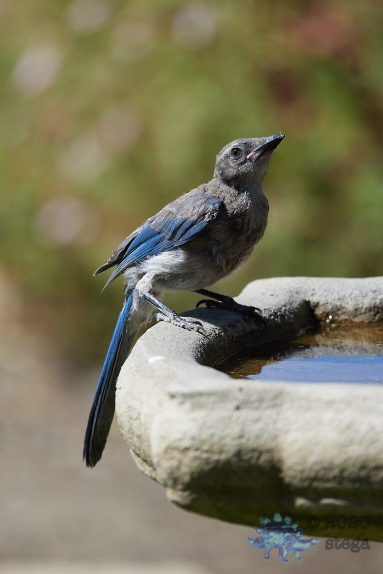 California Scrub Jay Fledgling
