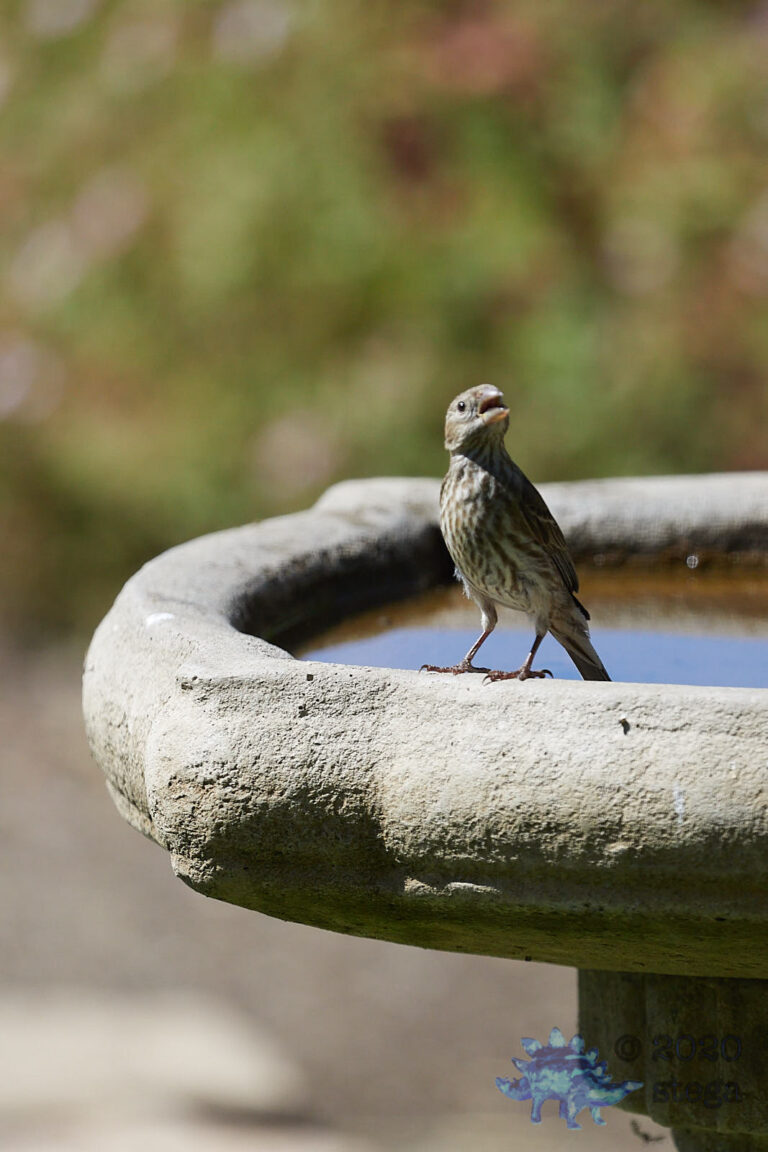 House Finch
