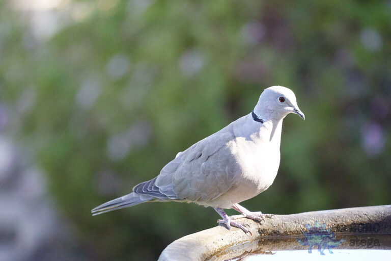 Eurasian Collared Dove