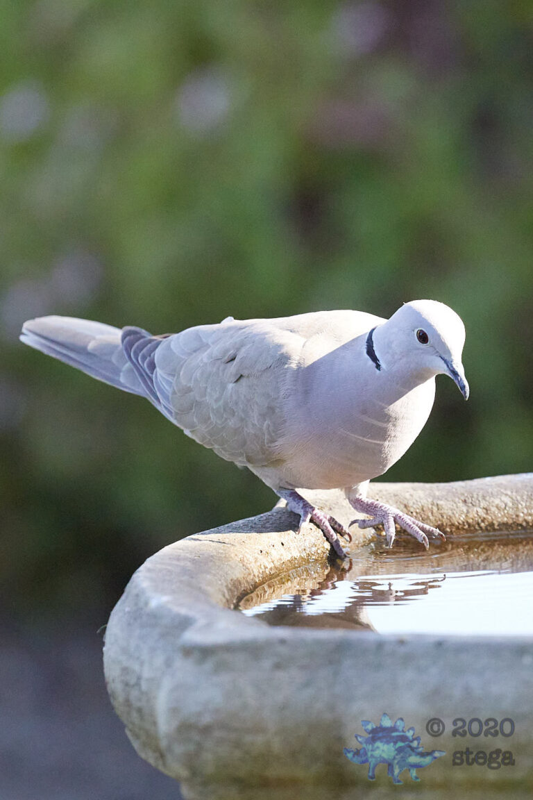 Eurasian Collared Dove