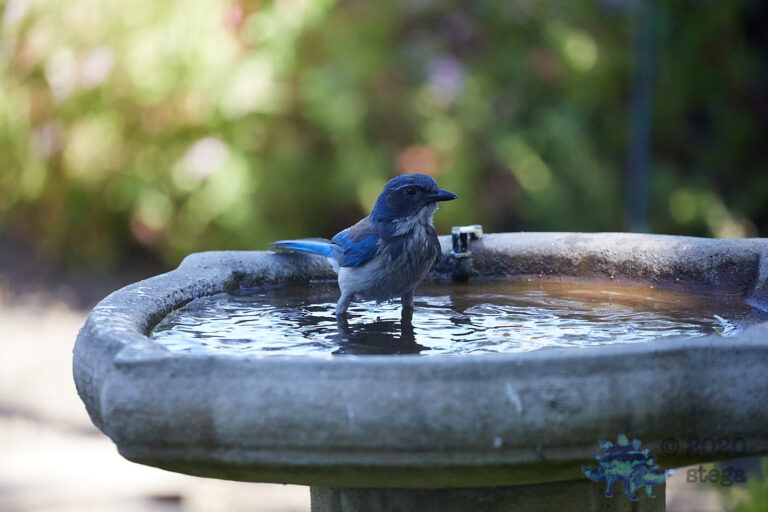 California Scrub Jay