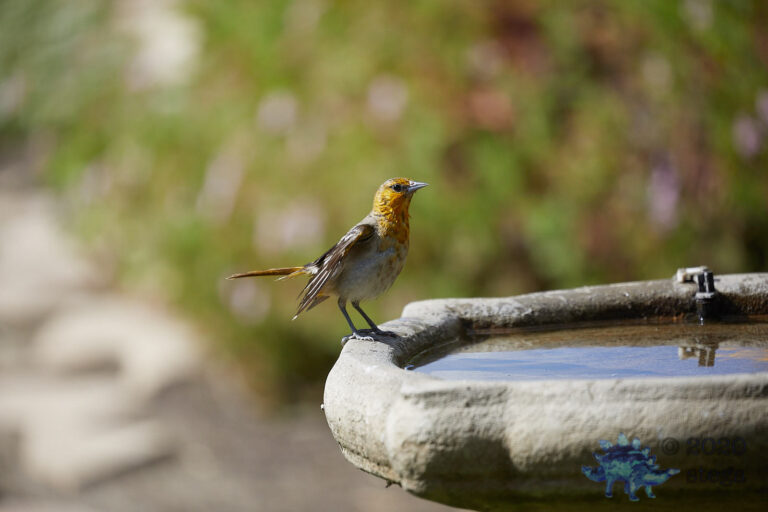 Bullock’s Oriole
