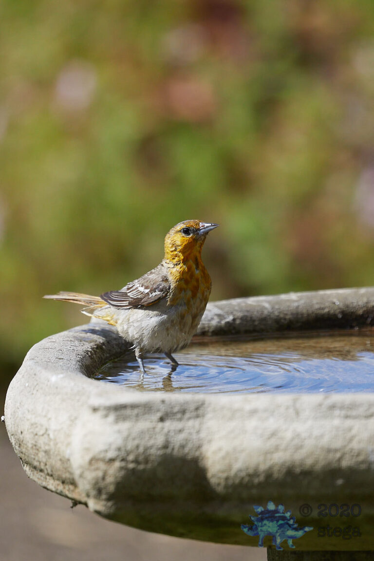 Bullock’s Oriole