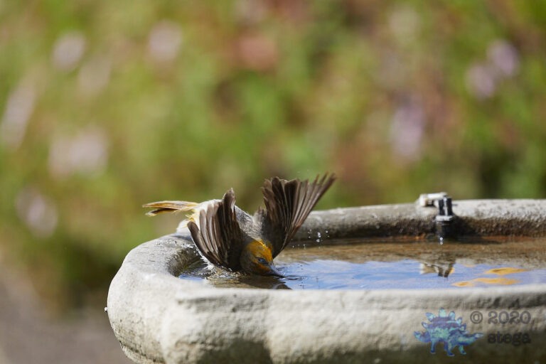 Bullock’s Oriole