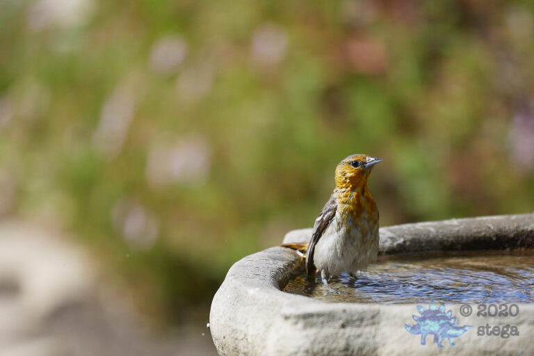 Bullock’s Oriole