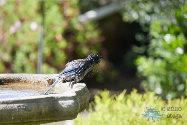 California Scrub Jay
