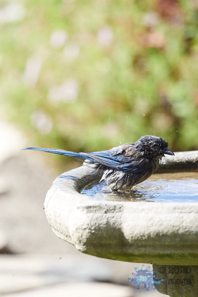 California Scrub Jay