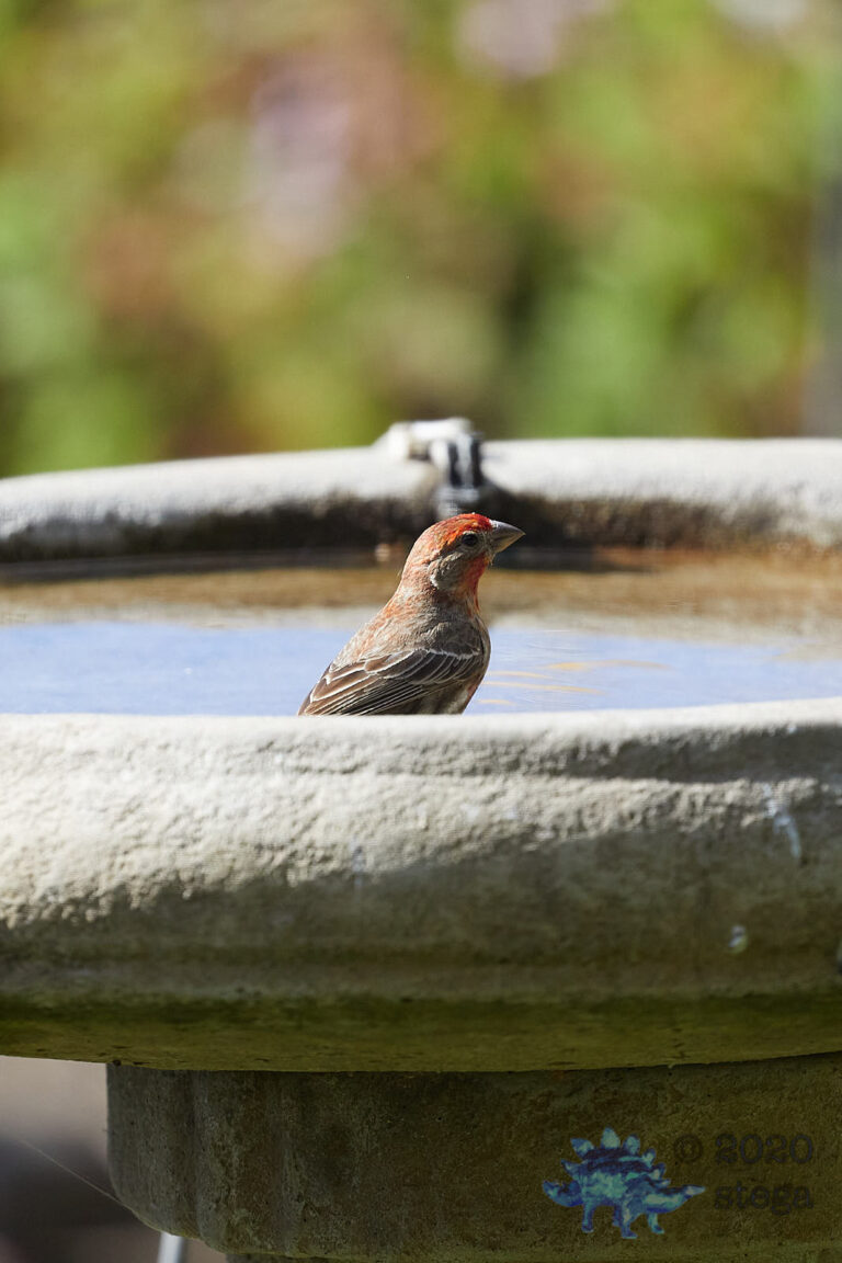 House Finch