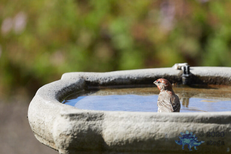 House Finch