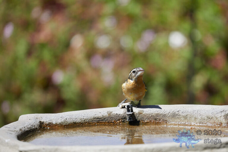 Black-headed Grosbeak