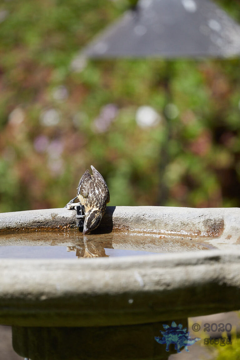 Black-Headed Grosbeak