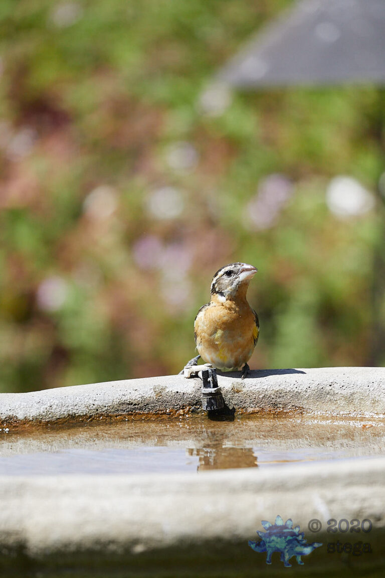 Black-headed Grosbeak