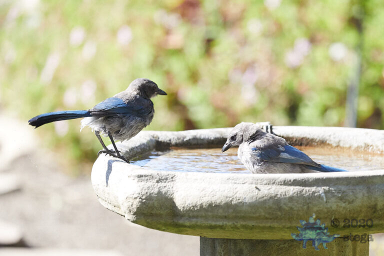 California Scrub Jays