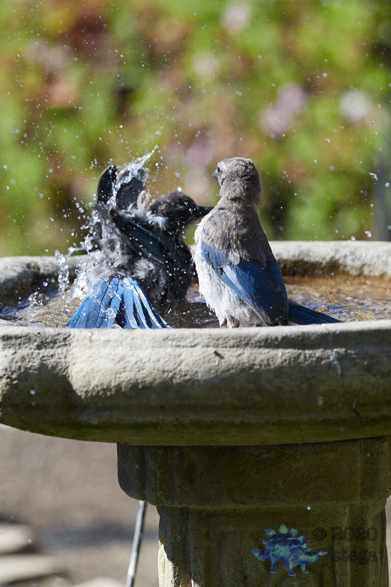 California Scrub Jays