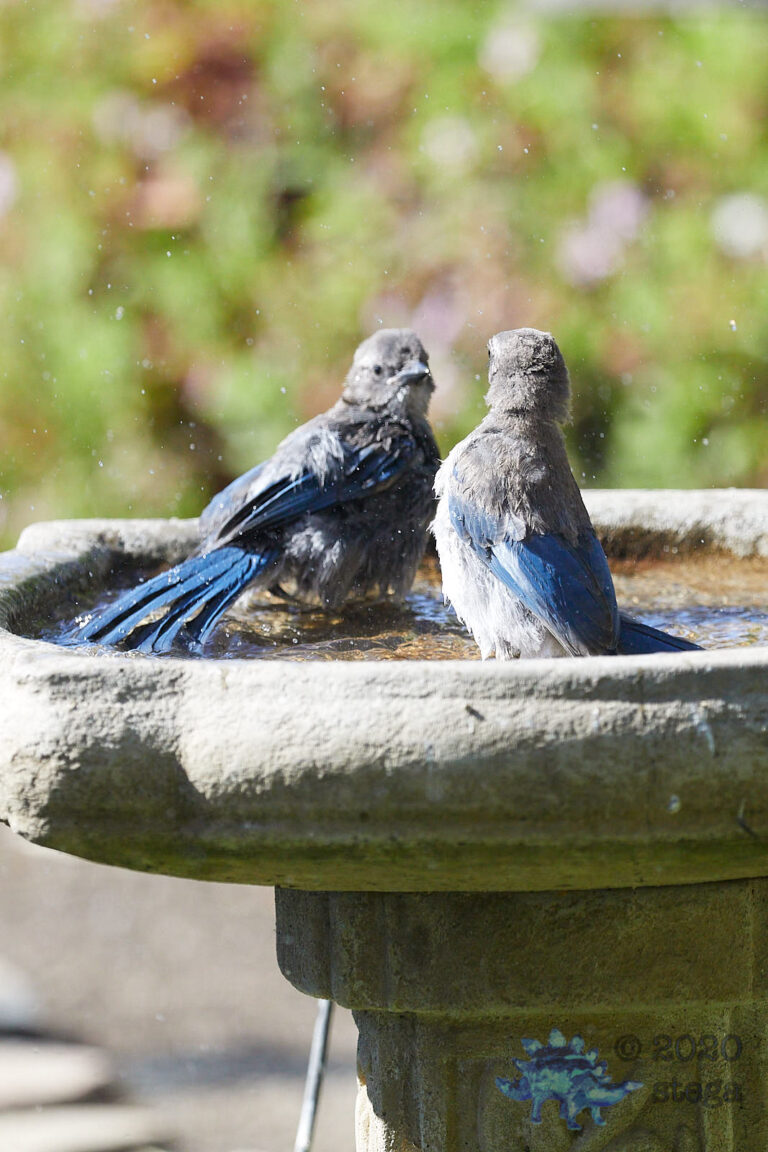California Scrub Jay Fledglings