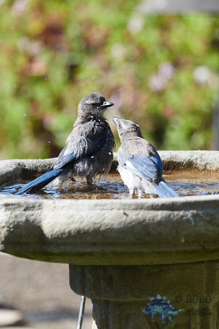 California Scrub Jay Fledglings