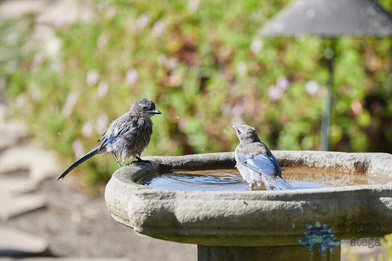 California Scrub Jay Fledglings