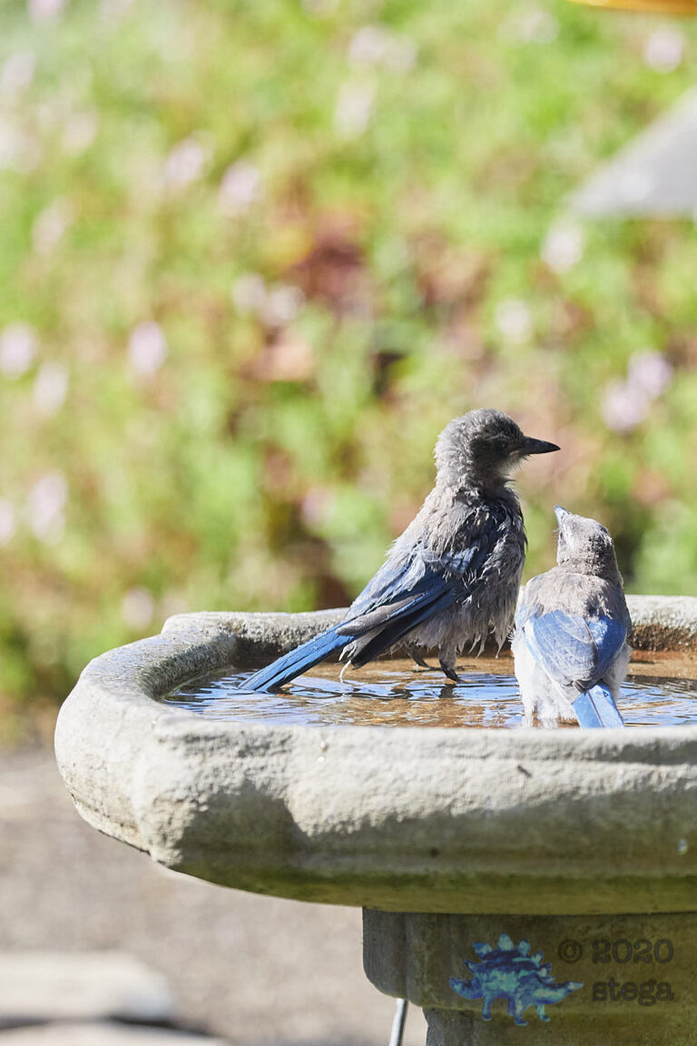 California Scrub Jay Fledglings