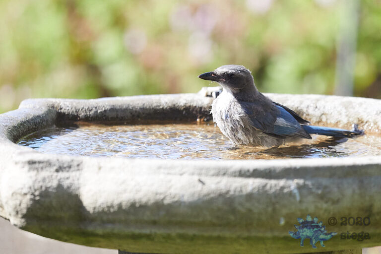 California Scrub Jay