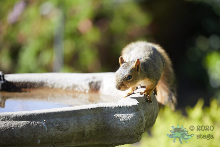 Fox Squirrel