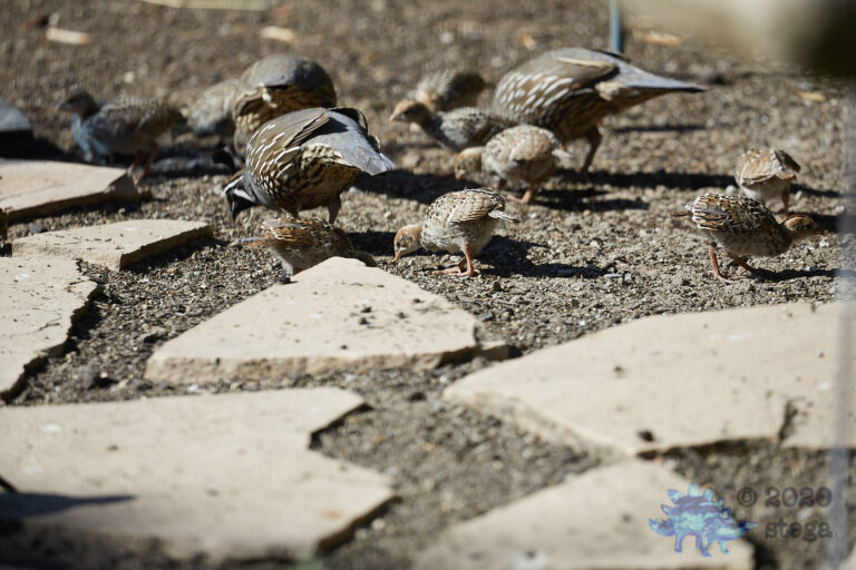 California Quail