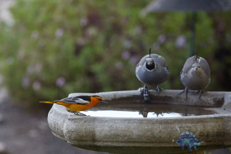 Bullock’s Oriole