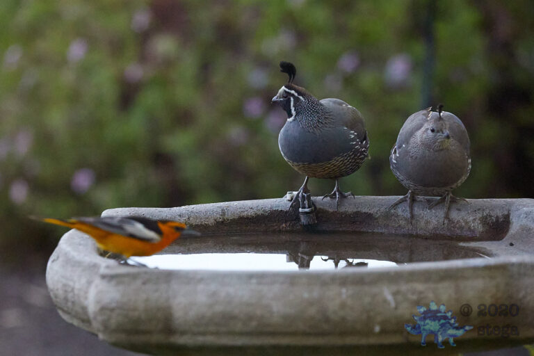 California Quail